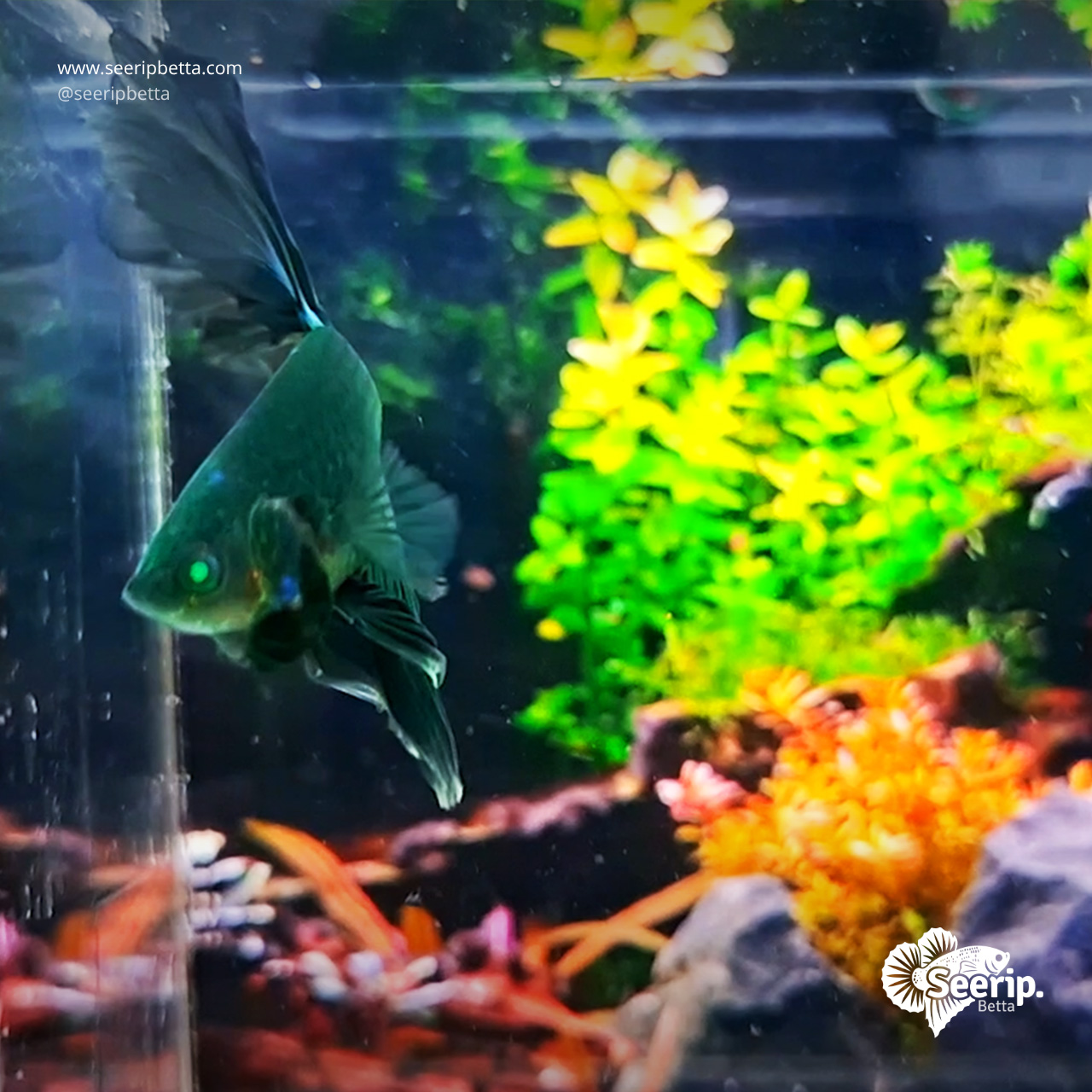 Halfmoon-Hulk-Green-4