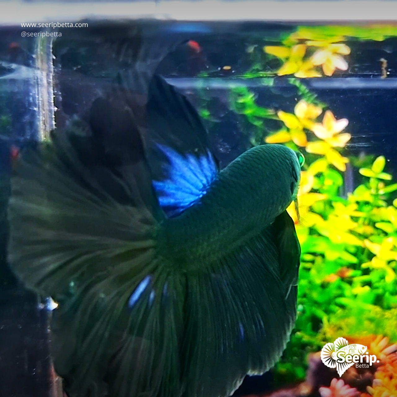 Halfmoon-Hulk-Green-5