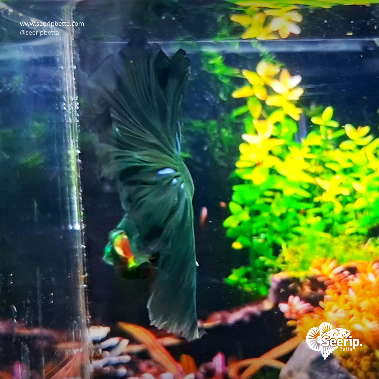 Halfmoon-Hulk-Green-6