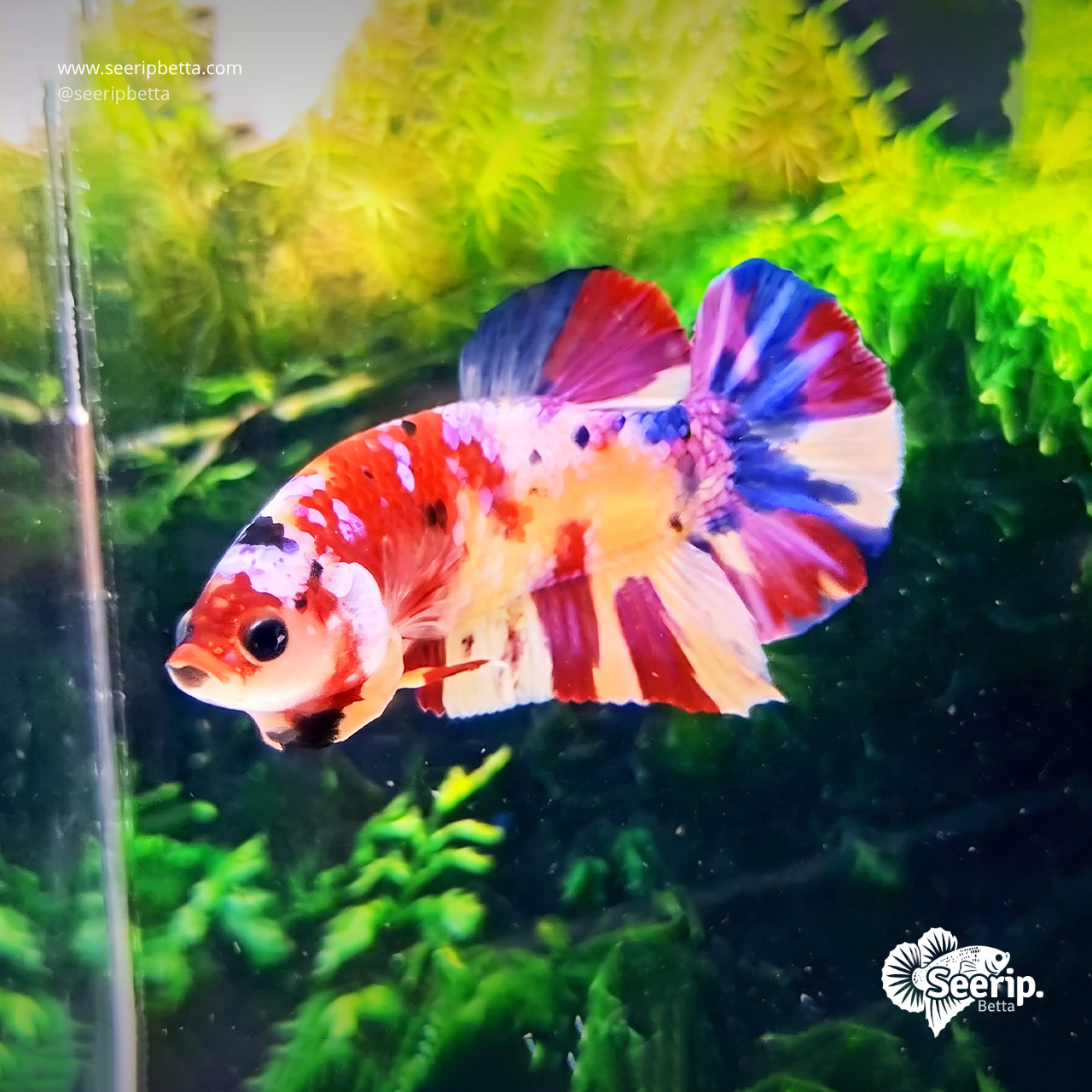 Plakat Multicolor Yellow Base