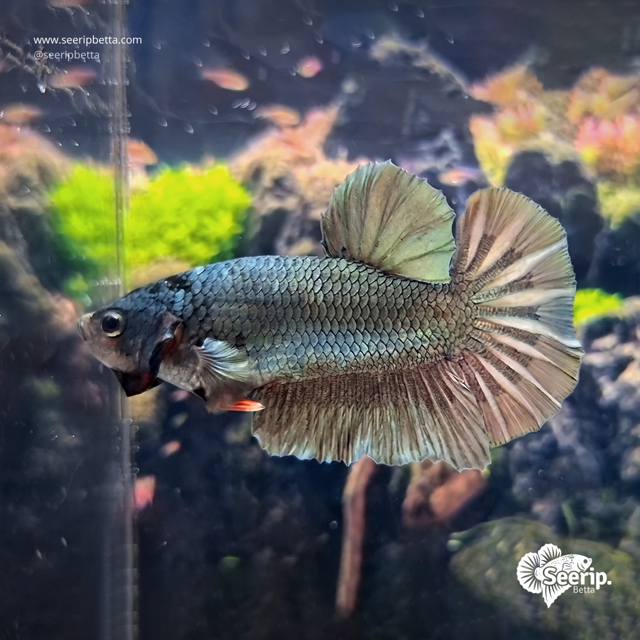 Plakat Copper
