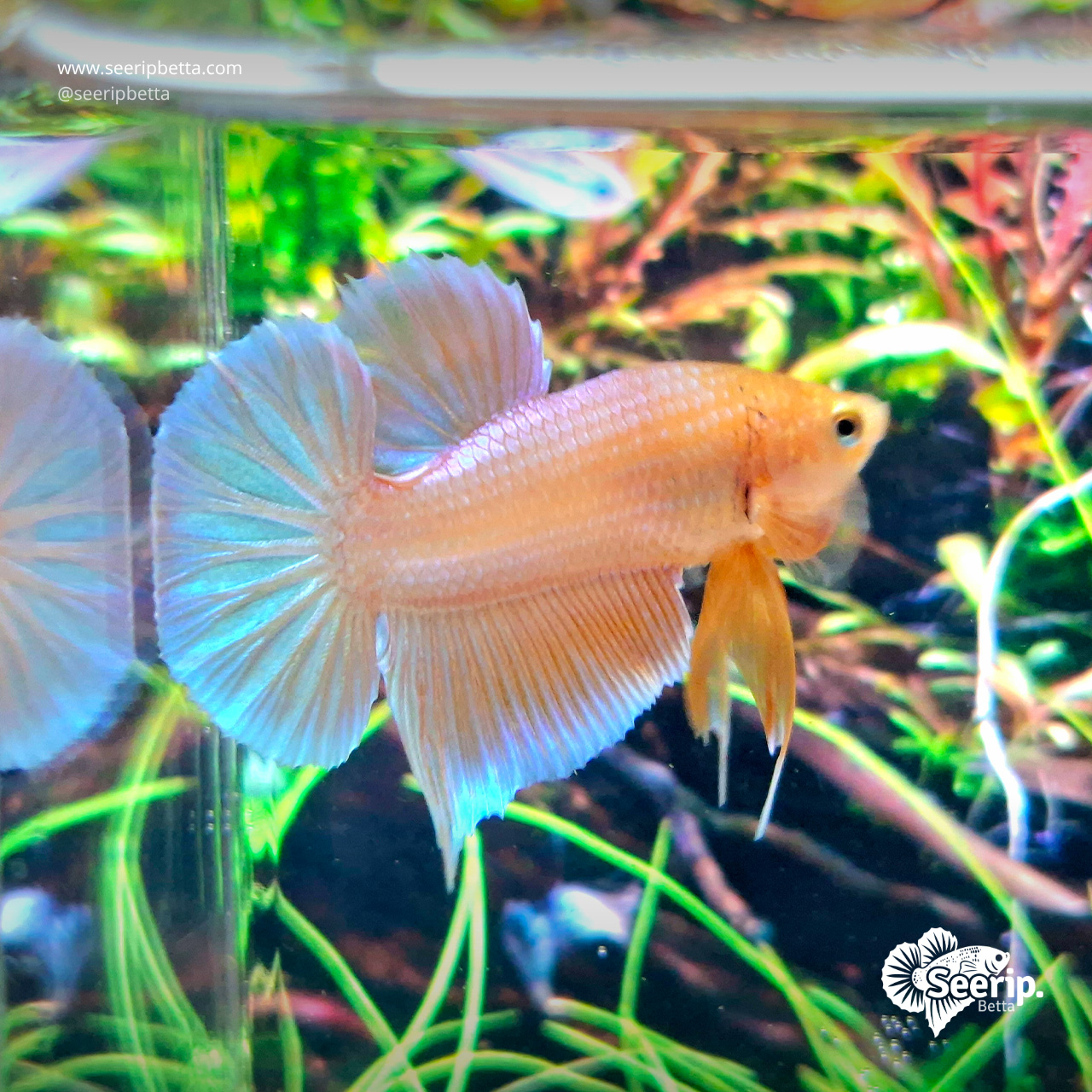Plakat Gold Aurora