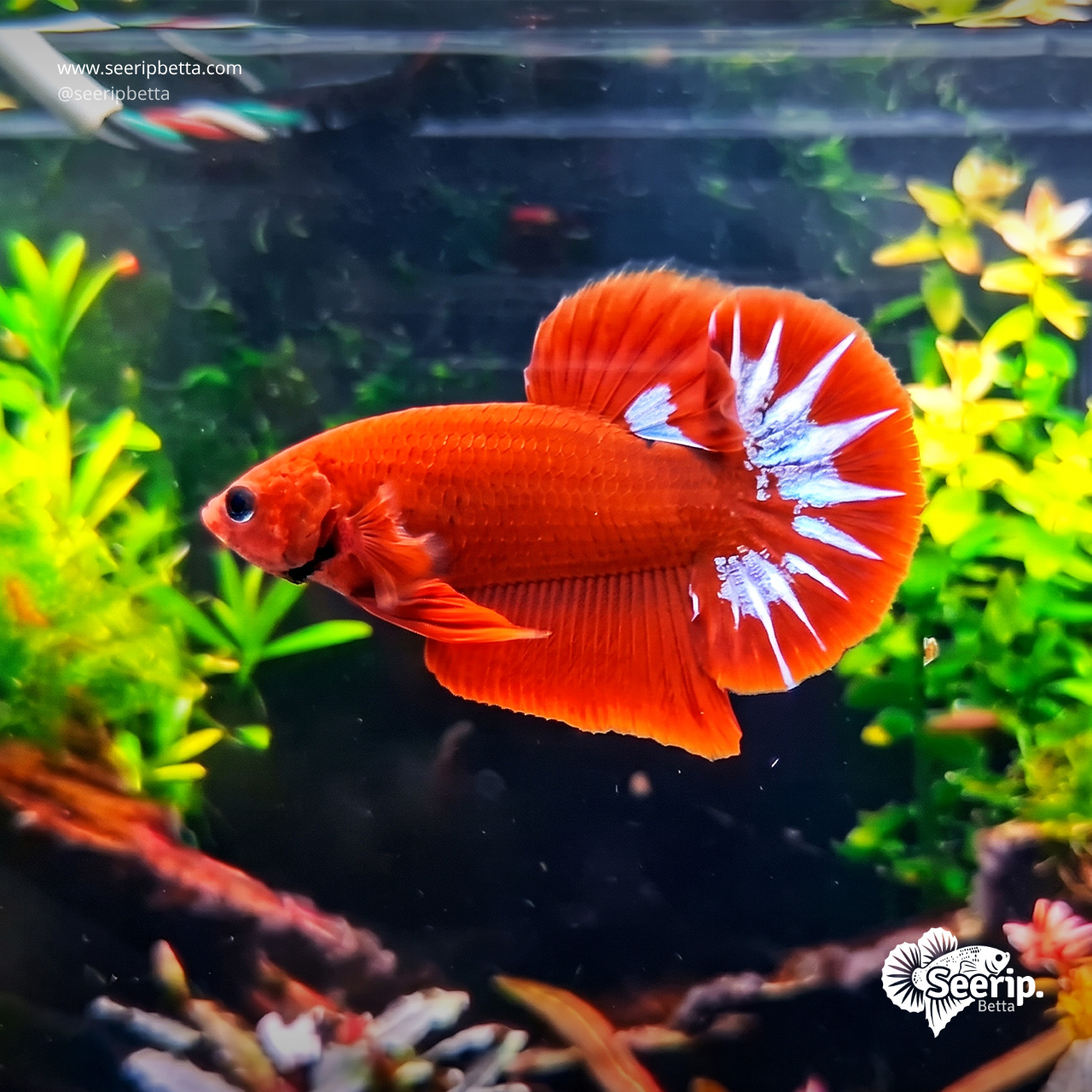 PK-Hellboy-Red-White-01