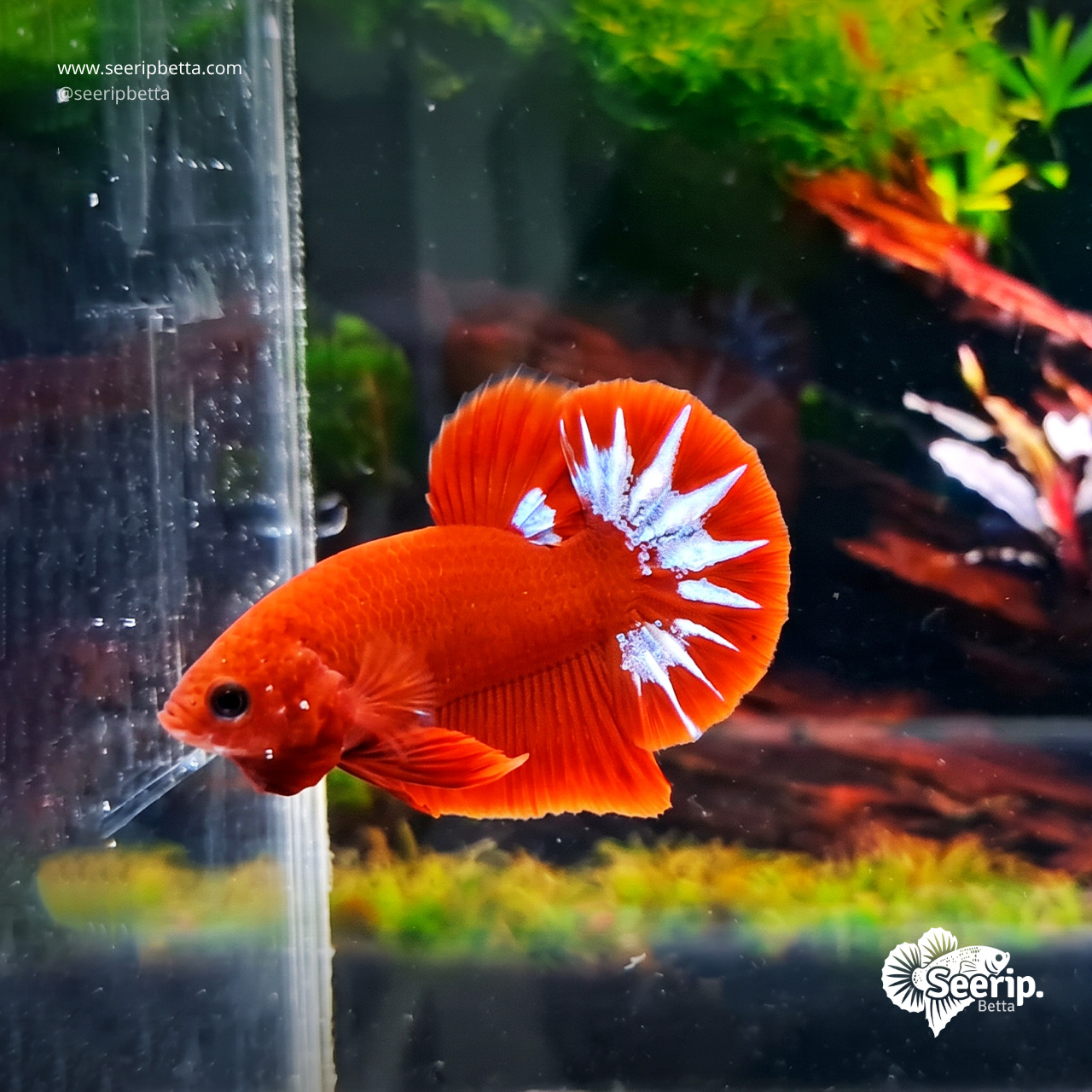 Plakat Hellboy White