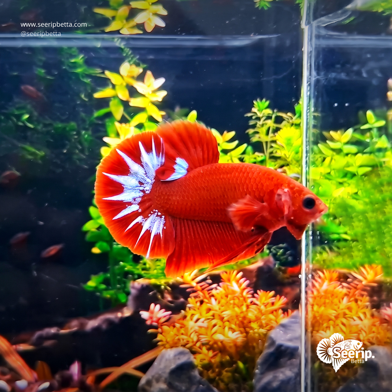 PK-Hellboy-Red-White-03