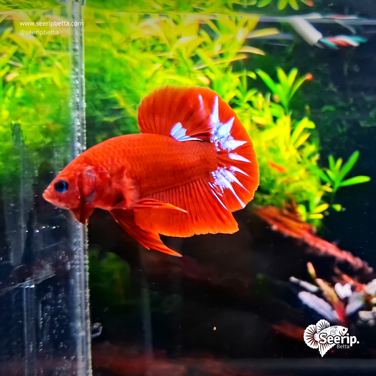 PK-Hellboy-Red-White-04