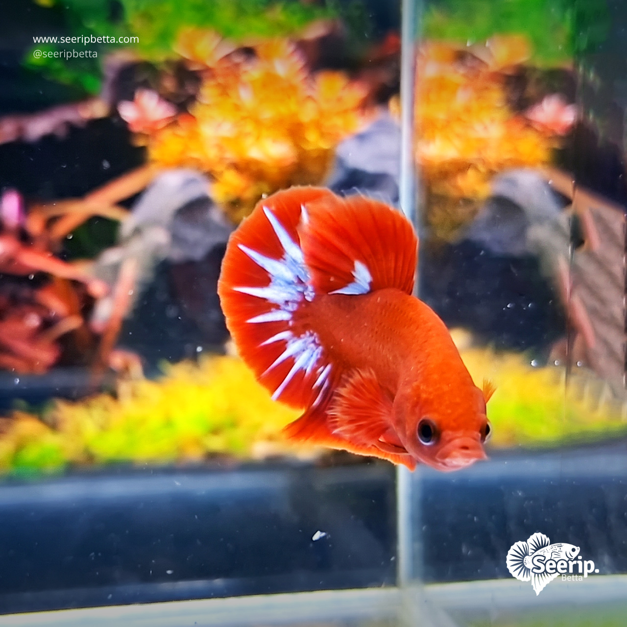 PK-Hellboy-Red-White-05