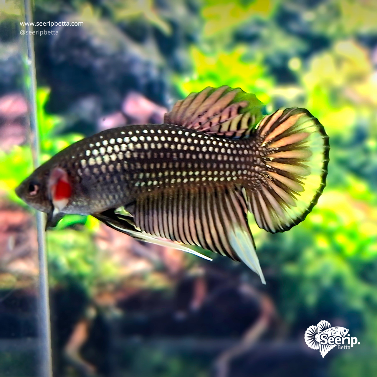Wild Betta Imbellis Copper Gold