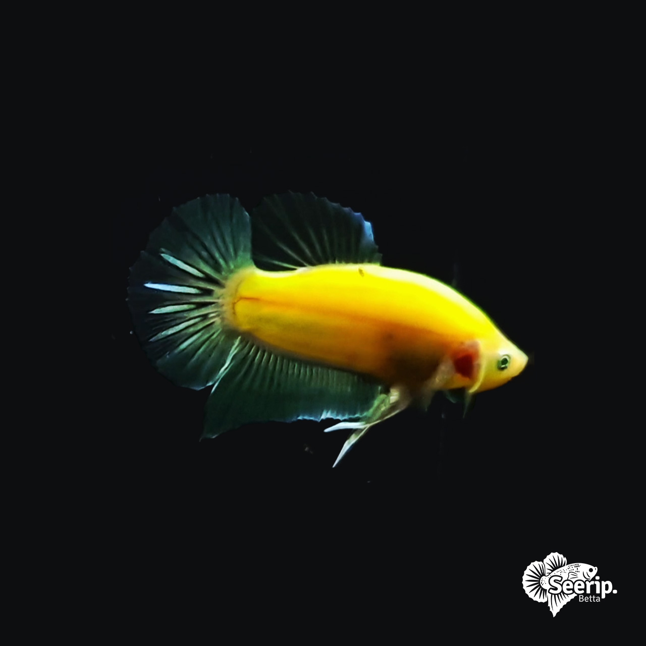 Plakat Neon Solid