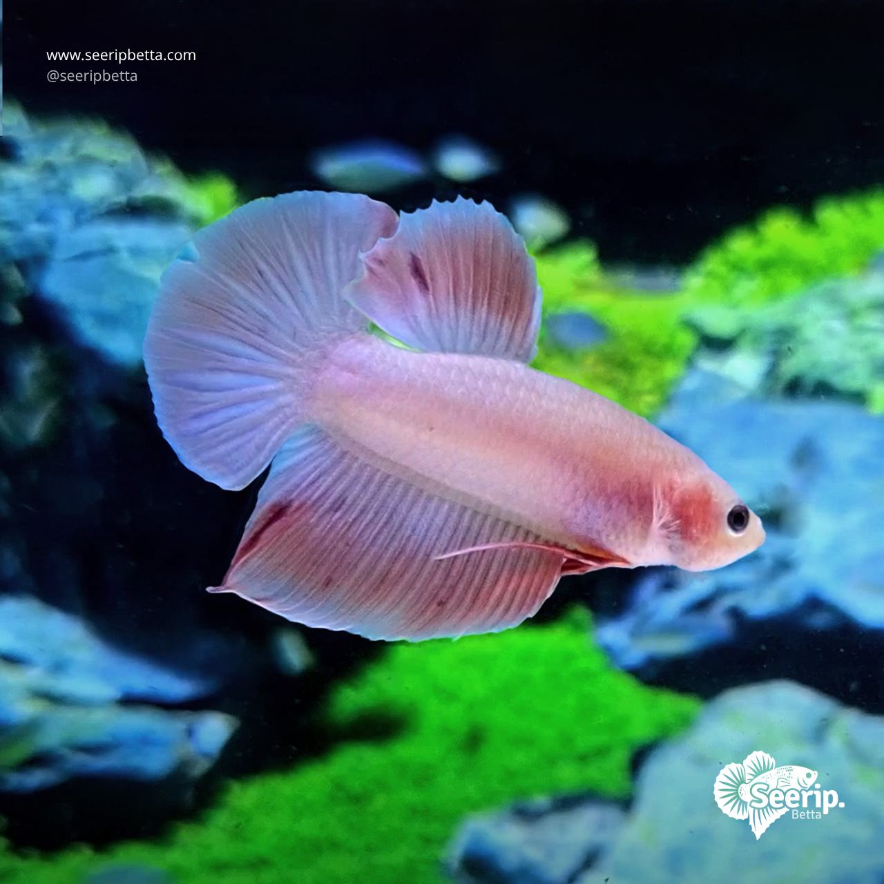 Plakat Pink
