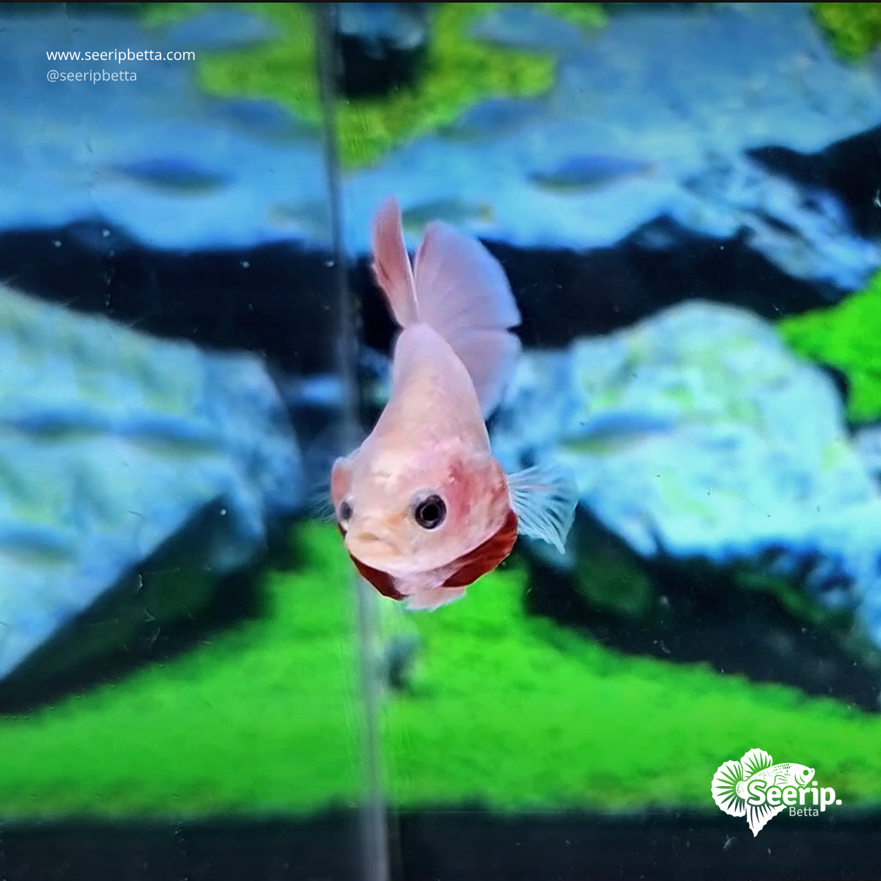 PK-Pink-metalic-4