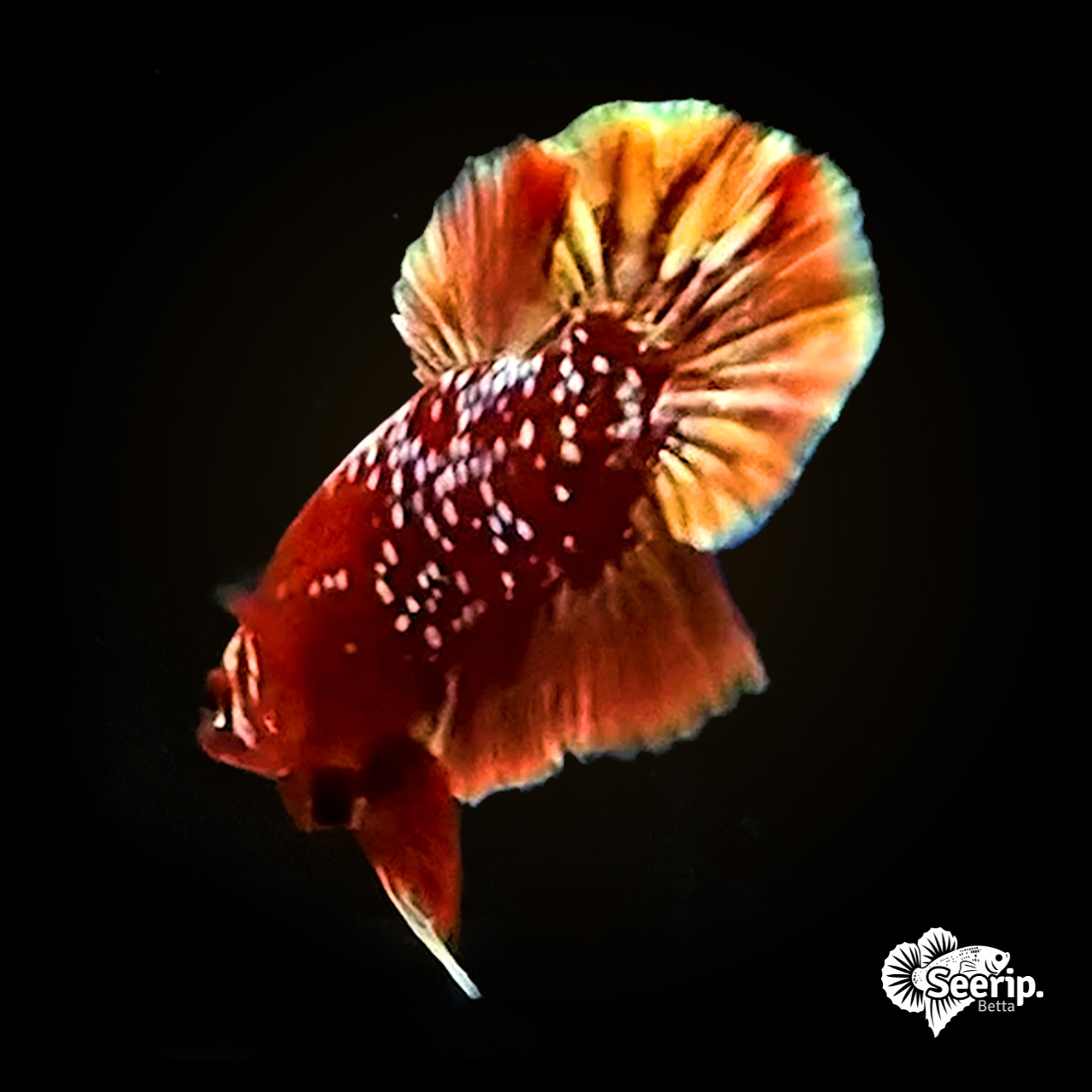 Plakat Red Gold Galaxy (RGG)