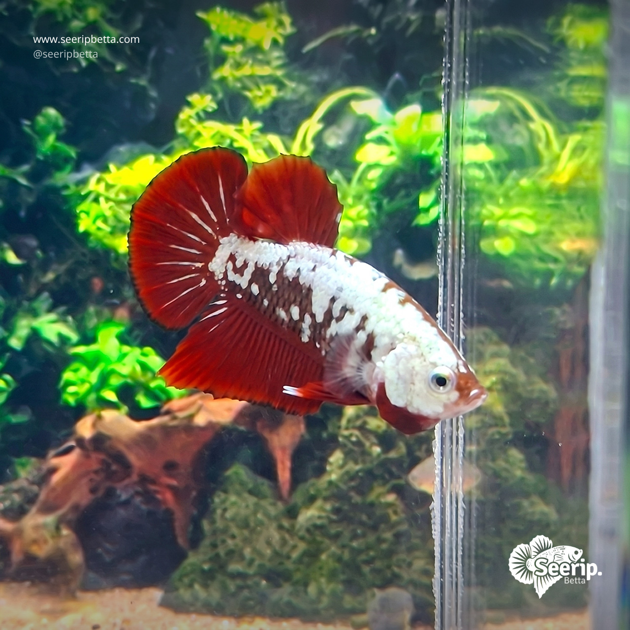 Plakat Red Samurai