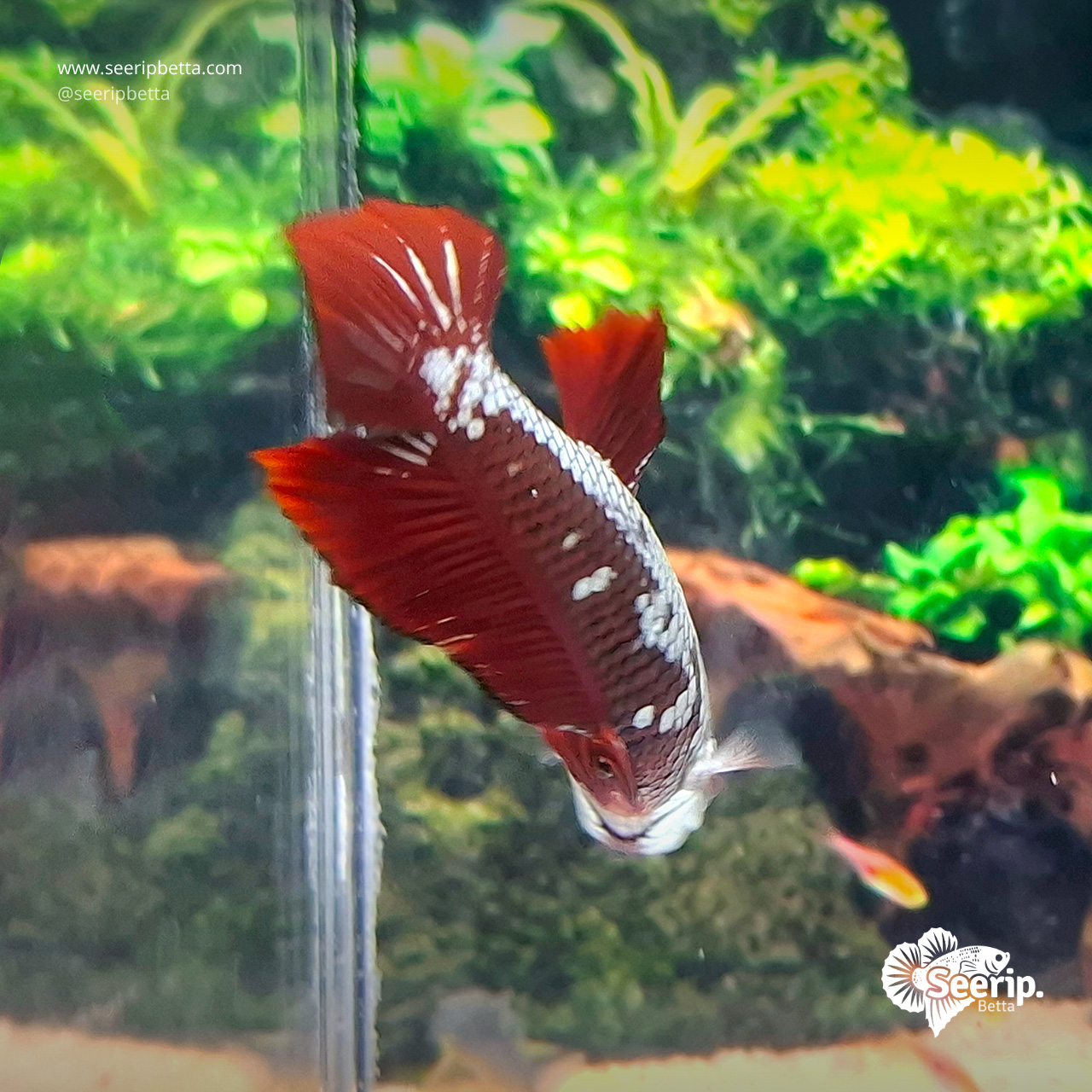 PK-Red-Samurai-4