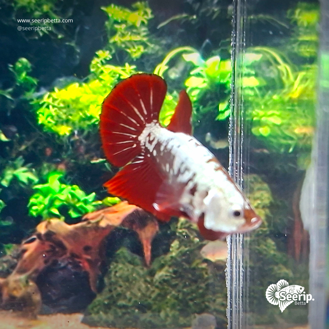 PK-Red-Samurai-5