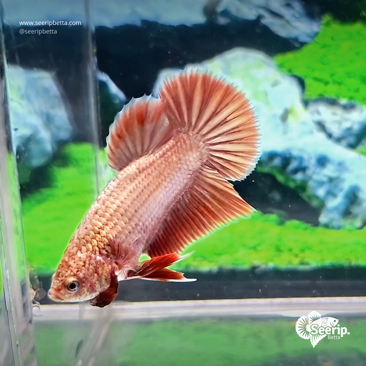 Plakat Rose Gold
