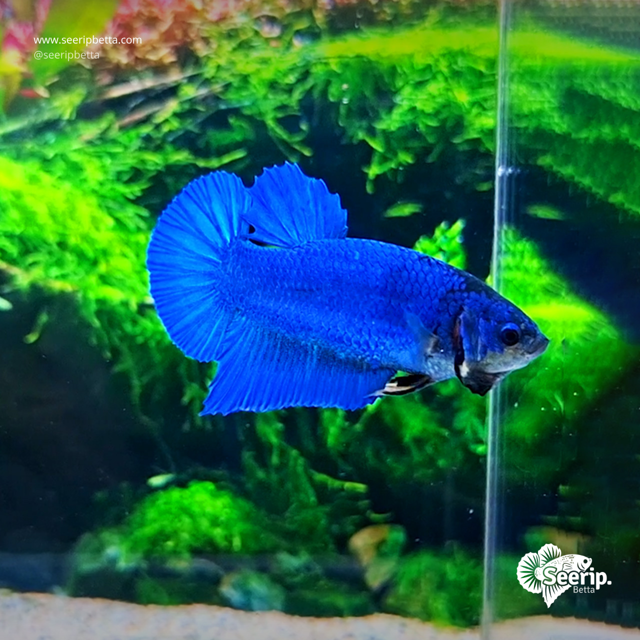 PK-Royal-Blue-01
