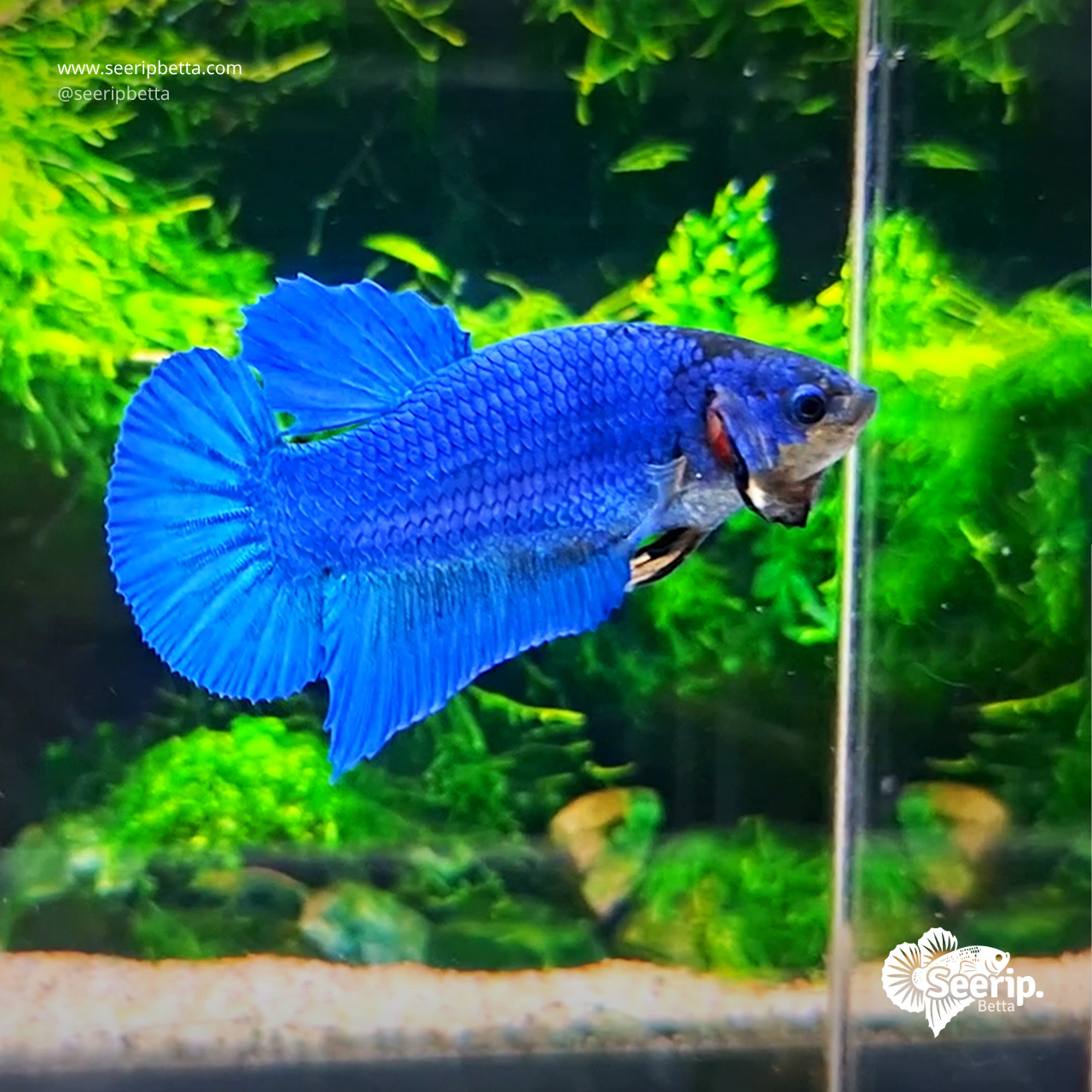 Plakat Royal Blue