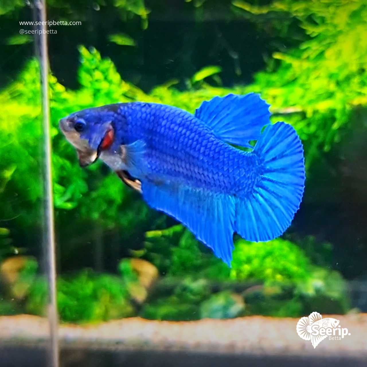 PK-Royal-Blue-03
