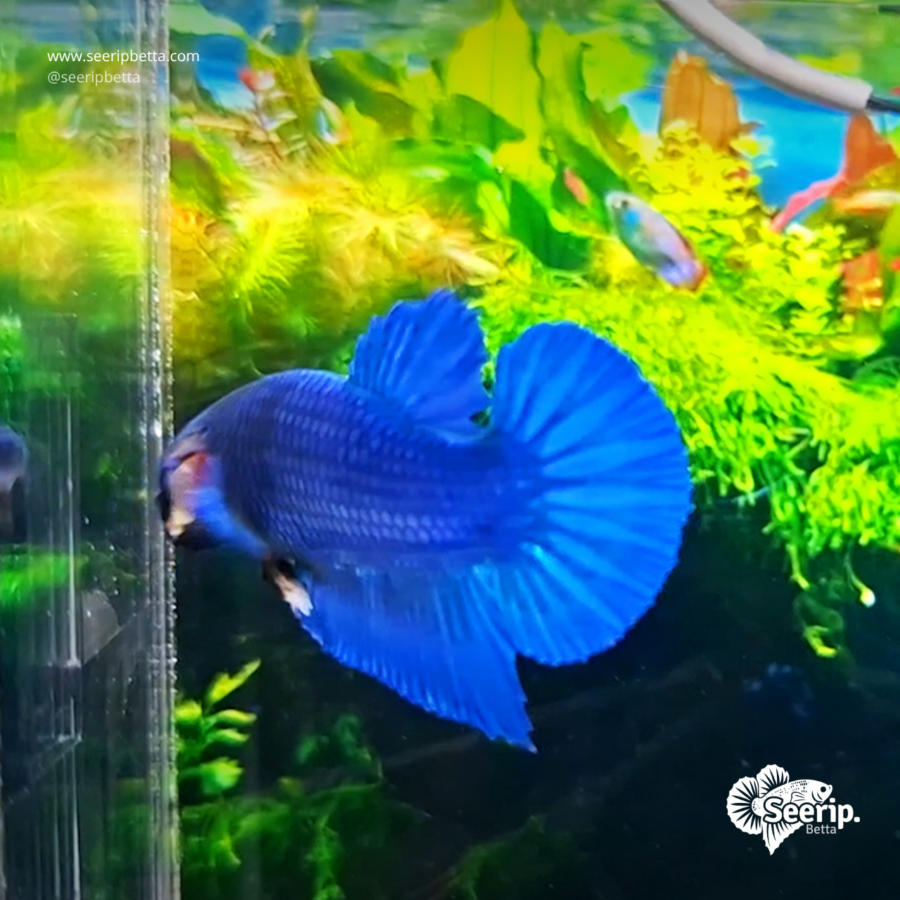 PK-Royal-Blue-04
