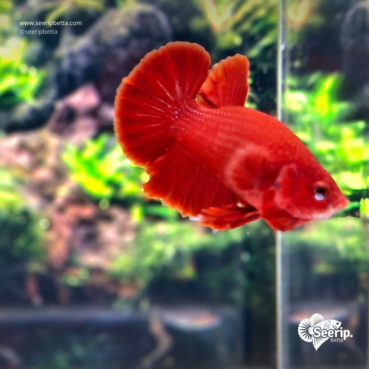 Plakat Super Red