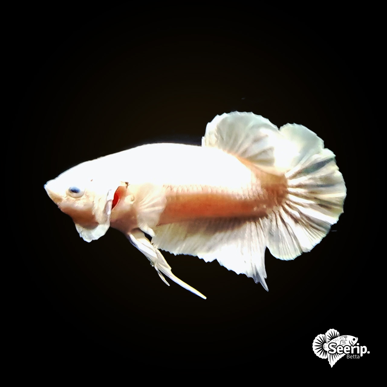 Plakat White Platinum