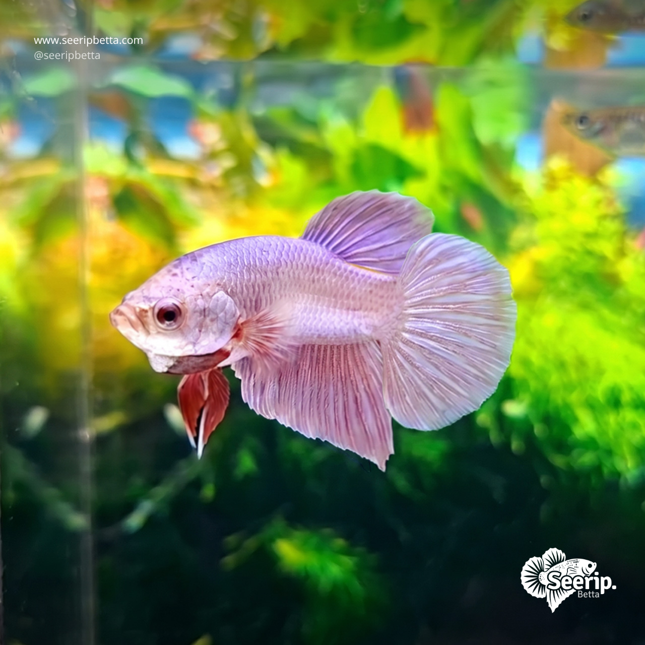 Pink-Aurora-1