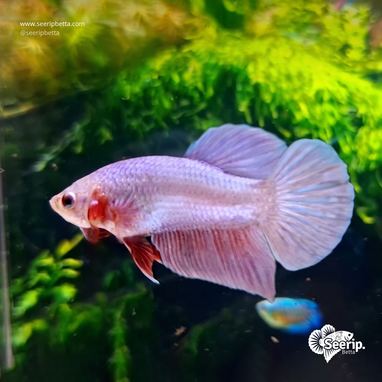Plakat Pink Aurora
