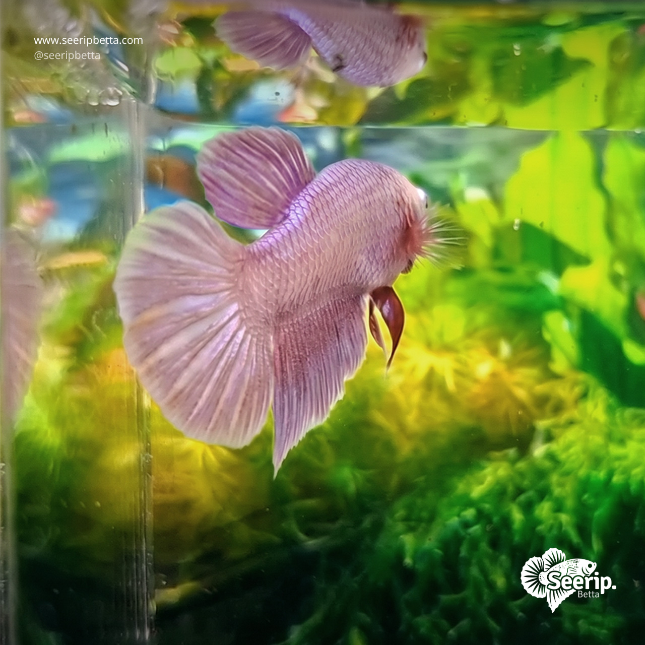 Pink-Aurora-5