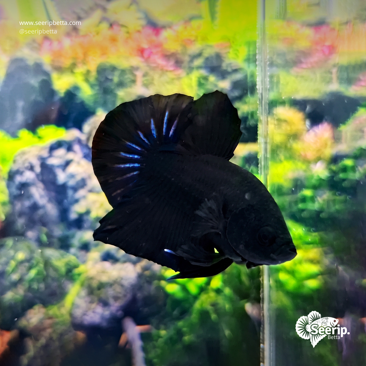 Plakat Black Orchid