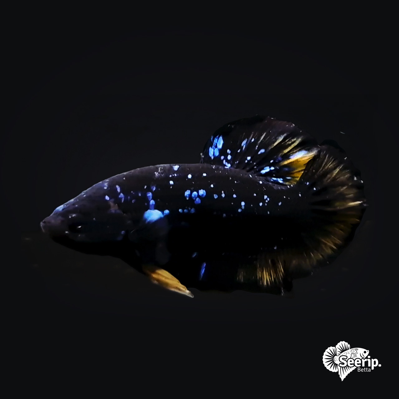 Plakat Nebula Black Stardust