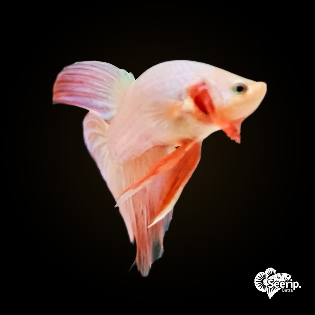 VT-Pink-2
