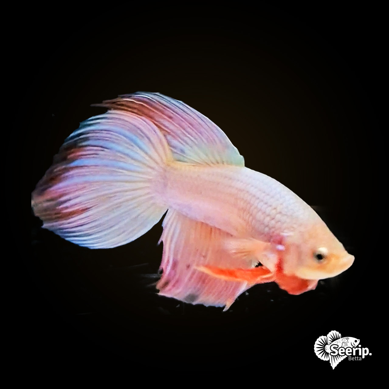 Veil Tail Pink Metallic